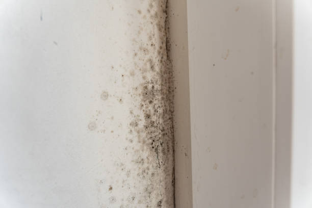 Trusted Smithville, MO Mold Removal Experts